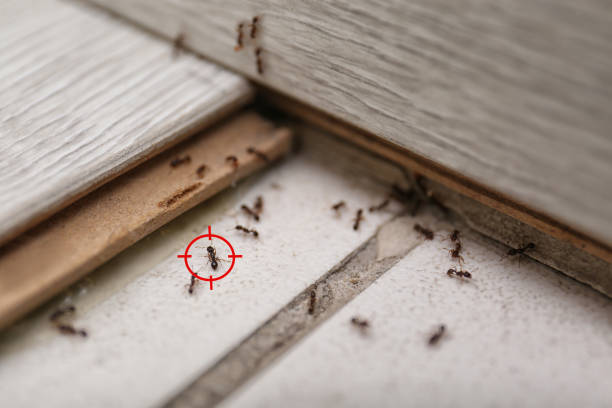 Reliable Ardmore, TN Pest Control Solutions