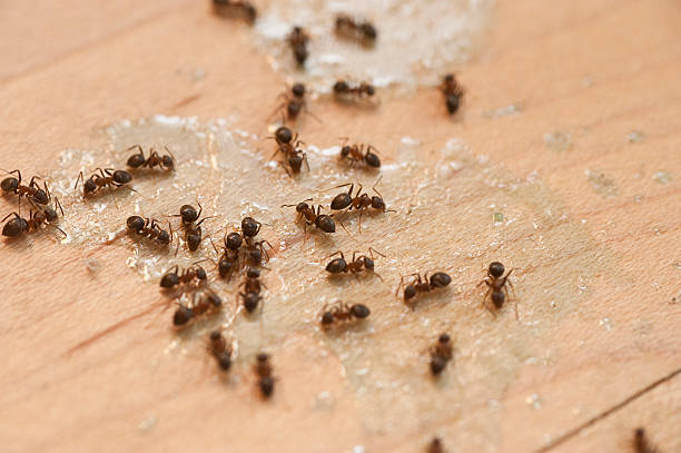 Best Insect Control  in Ardmore, TN